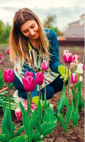 Nous Deux 4136 Savez-vous planter les tulipes ?