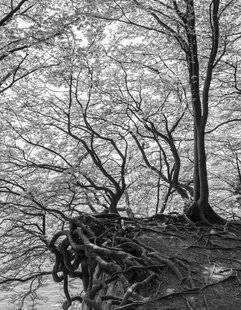 Réponses Photo 367 Un jardin en hiver