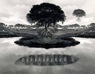 Réponses Photo 370 FLOATING TREE, 1969