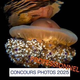 Réponses Photo 373 De la photo sous-marine