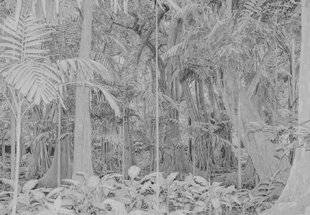 Réponses Photo 376 UN PARADIS SANS COULEURS