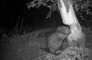 Réponses Photo 383 Une traque au castor grâce au piège photo