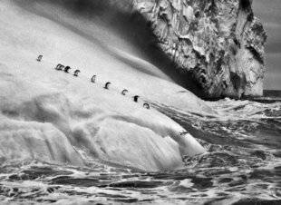 Réponses Photo 385 Le dernier signé Sebastião Salgado