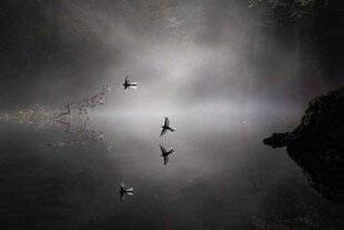 Réponses Photo 386 Chaque année, les amateurs de photographie animalière