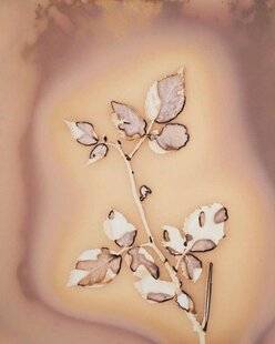 Réponses Photo 386 Langage de plantes