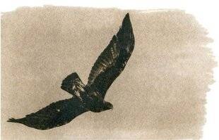 Réponses Photo 388 Amitiés sauvages