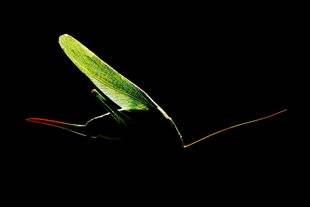 Réponses Photo 388 Créatures de l'ombre