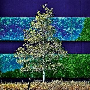 Réponses Photo 388 Fragments de nature