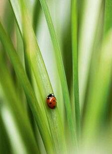 Réponses Photo 388 4 critères à considérer avec attention pour choisir un objectif MACRO