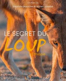 Réponses Photo 389 Un loup qui se prend pour une abeille