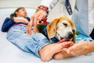 Top Santé 344 DOG DOCTOR !