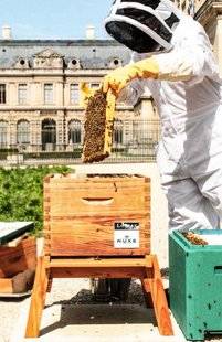Top Santé 344 Un peu de miel… du Louvre