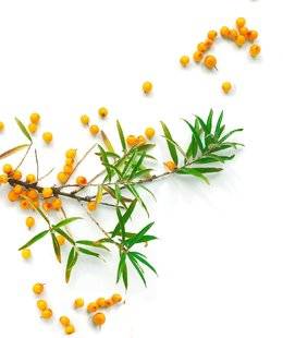 Top Santé 346 L'argousier des baies ultra-vitaminées