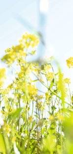 Top Santé 346 Moins d'antalgiques

GRÂCE AUX PLANTES