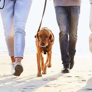 Top Santé 350 Avoir un chien, c'est bon pour le cœur