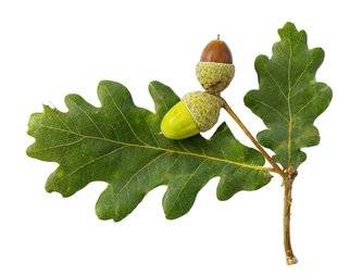 Top Santé 352 Le chêne l'arbre aux mille vertus