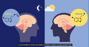 Top Santé 399 CE QU'IL SE PASSE DANS NOTRE CERVEAU PENDANT QUE NOUS DORMONS