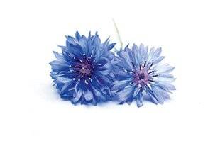 Top Santé 399 10 HYDROLATS INDISPENSABLES POUR LES MAUX DU QUOTIDIEN