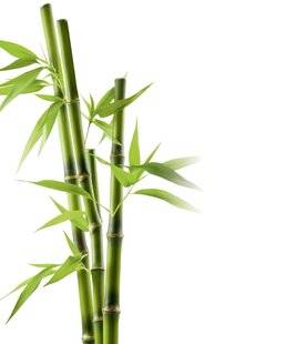 Top Santé 421 LES 5 PLANTES AMIES DU SQUELETTE