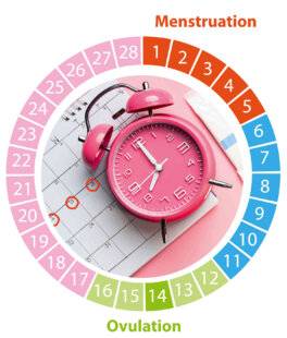 Top Santé 423 Une chorégraphie hormonale millimétrée