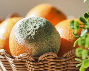 Top Santé 424 Faut-il jeter les aliments moisis ?