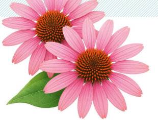 Top Santé 424 LA SOLUTION PHYTOTHÉRAPIE