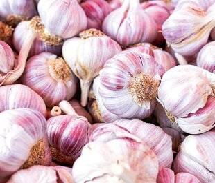 Top Santé 425 De l'ail en bain de bouche ?