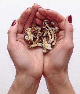 Top Santé 429 ADDICTIONS, DÉPRESSIONUN NOUVEL ESPOIR AVEC LES CHAMPIGNONS HALLUCINOGÈNES ?