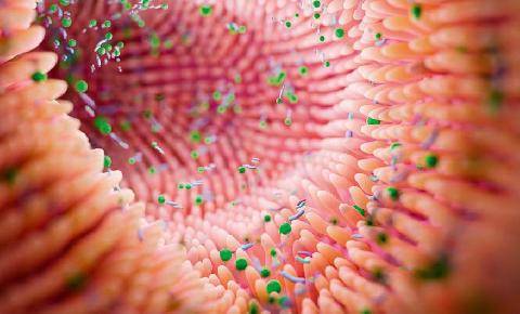 Top Santé 432 La muqueuse intestinale, un bouclier fragile