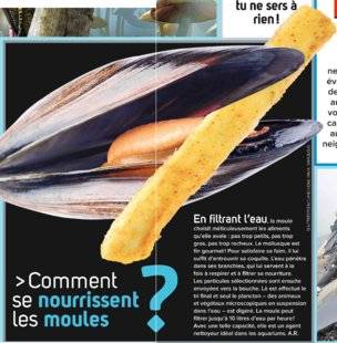 Science & Vie Junior 305 Comment se nourrissent les moules