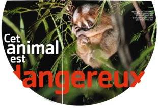 Science & Vie Junior 305 Cet animal est dangereux