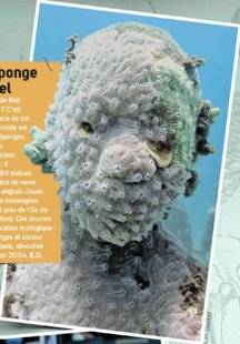 Science & Vie Junior 305 Bob l'Éponge naturel
