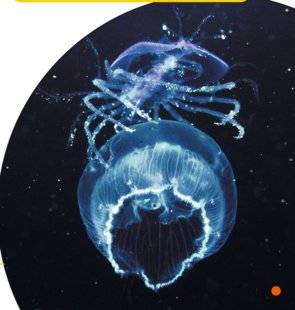 Science & Vie Junior 306 Le radeau c'est la méduse
