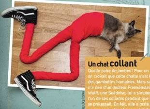 Science & Vie Junior 306 Un chat collant