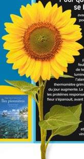 Science & Vie Junior 307 > Pourquoi les fleurs ne fleurissent qu'aux jours ?