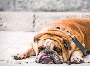Science & Vie Junior 307 > Pourquoi les chiens tirent-ils la langue quand il fait chaud ?