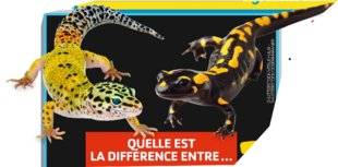 Science & Vie Junior 308 … un lézard et une salamandre