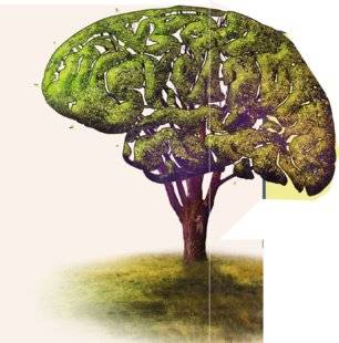 Science & Vie Junior 308 Les plantes sont-elles intelligentes ?