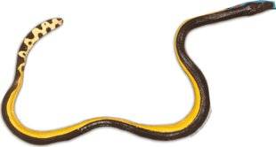 Science & Vie Junior 309 Malin comme un serpent marin