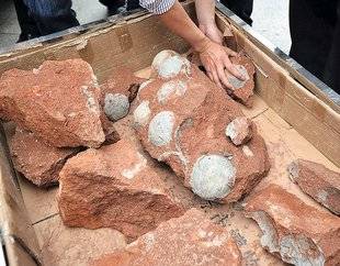 Science & Vie Junior 310 Omelette fossile