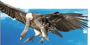 Science & Vie Junior 310 Jusqu'à quelle altitude peut voler un oiseau ?