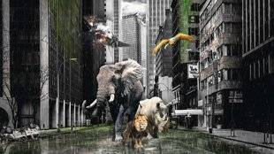 Science & Vie Junior 310 Césaire, 15 ans. Jungle urbaine