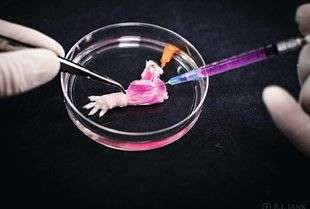 Science & Vie Junior 311 Une patte… qui épate !