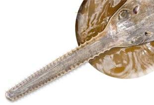 Science & Vie Junior 311 Poissons clones
