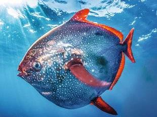 Science & Vie Junior 313 Chaud le poisson !