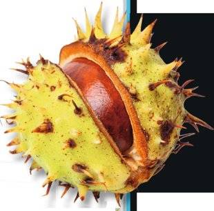 Science & Vie Junior 313 QUELLE EST LA DIFFÉRENCE ENTRE … une châtaigne et un marron ?