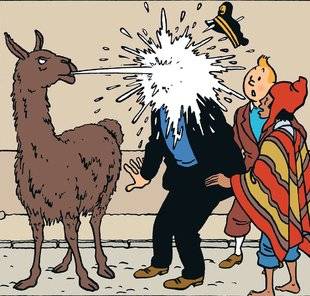 Science & Vie Junior 313 > Pourquoi le lama crache-t-il ?