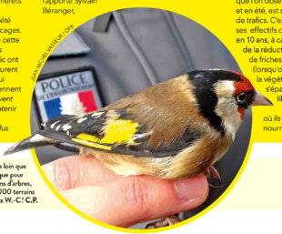 Science & Vie Junior 412 S.O.S OISEAUX CHANTEURS EN DÉTRESSE