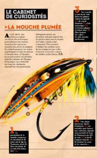 Science & Vie Junior 412 > LA MOUCHE PLUMÉE