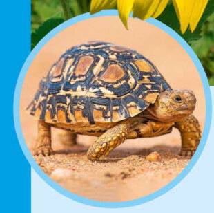 Science & Vie Junior 412 … CARAPACE ET COQUILLE ?